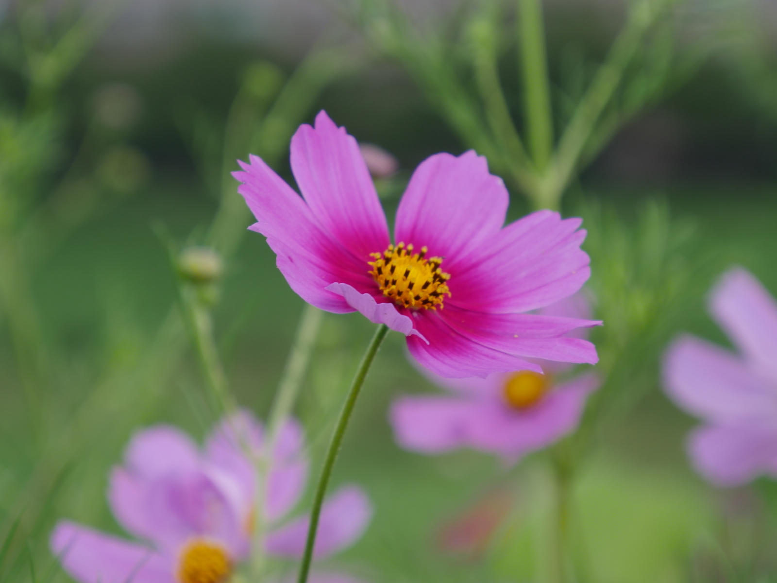 f:id:k10no3:20210919072717j:plain