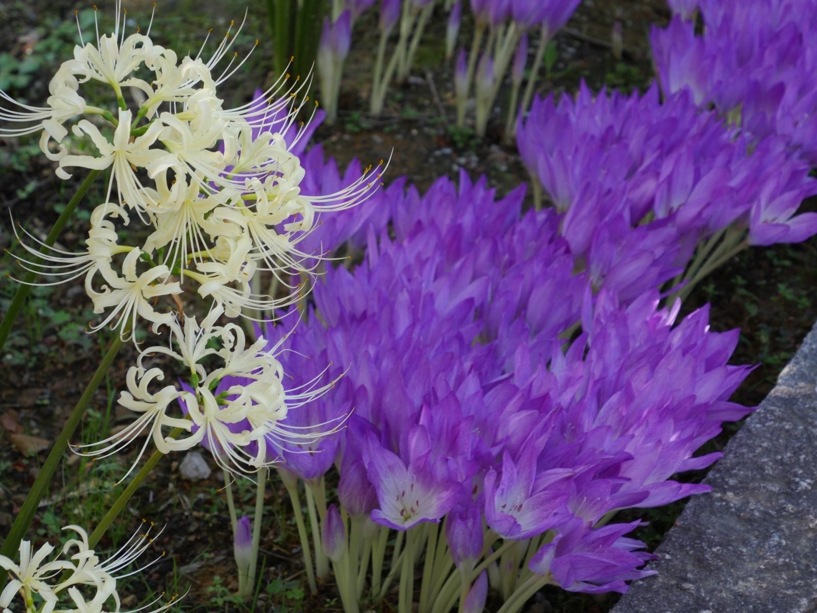 f:id:k10no3:20210920100548j:plain