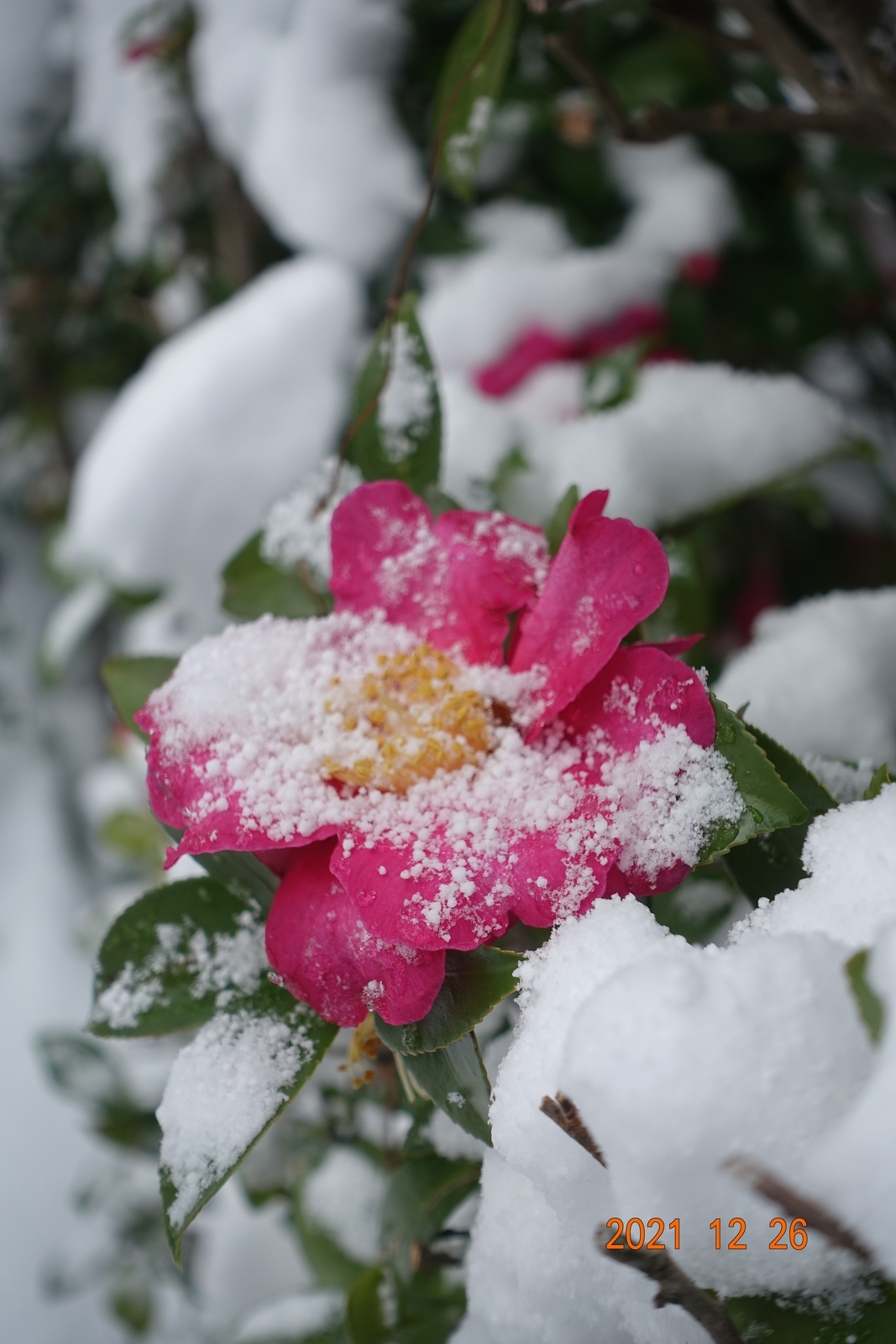 f:id:k10no3:20211226115020j:plain