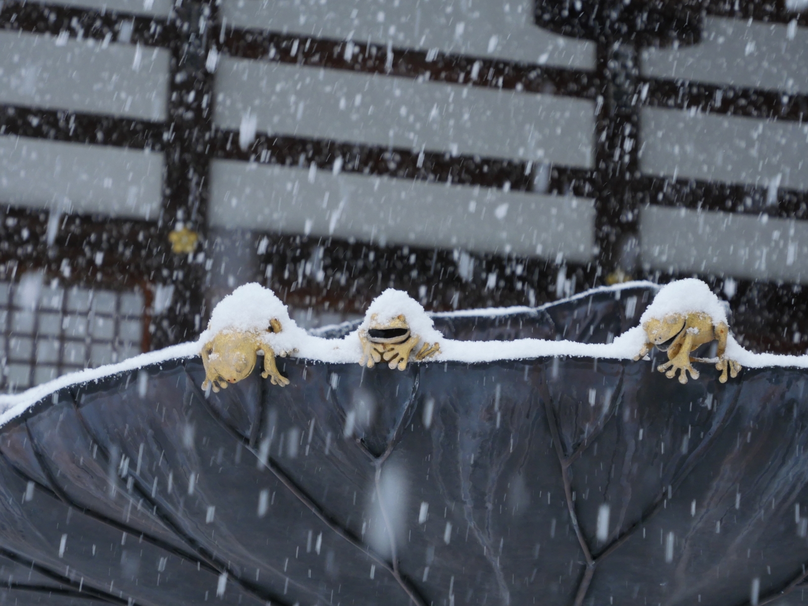 f:id:k10no3:20220205093745j:plain