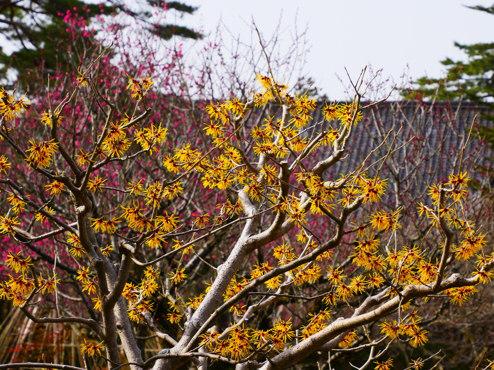 f:id:k10no3:20220305100113j:plain