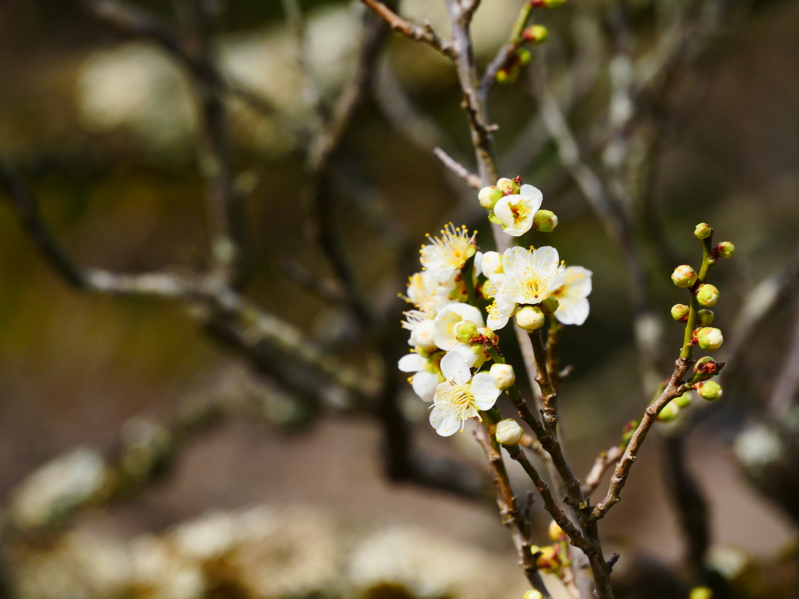 f:id:k10no3:20220305100150j:plain