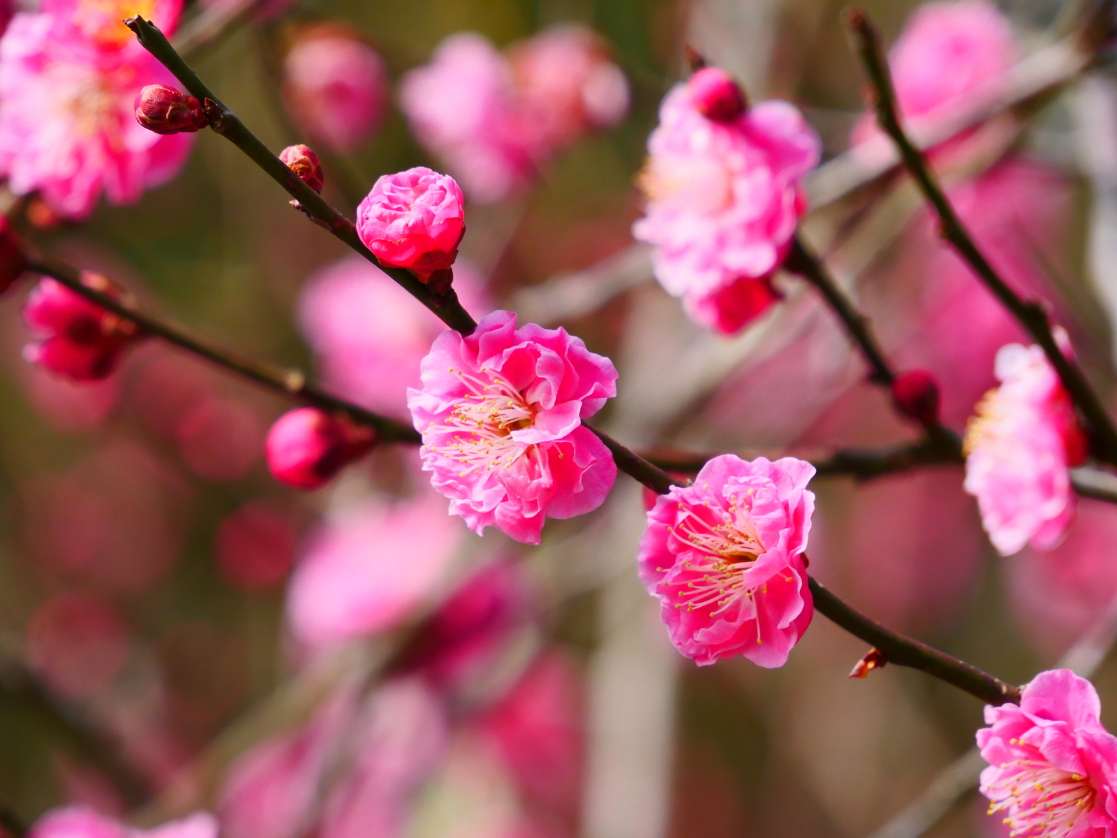 f:id:k10no3:20220305100524j:plain