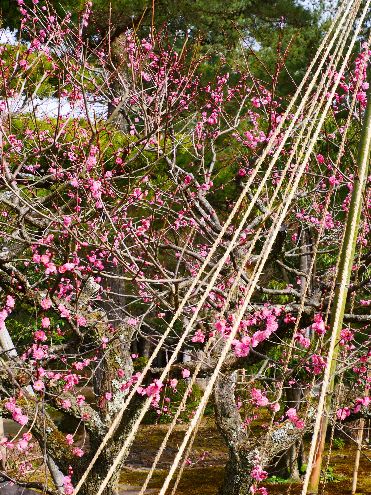 f:id:k10no3:20220305100604j:plain