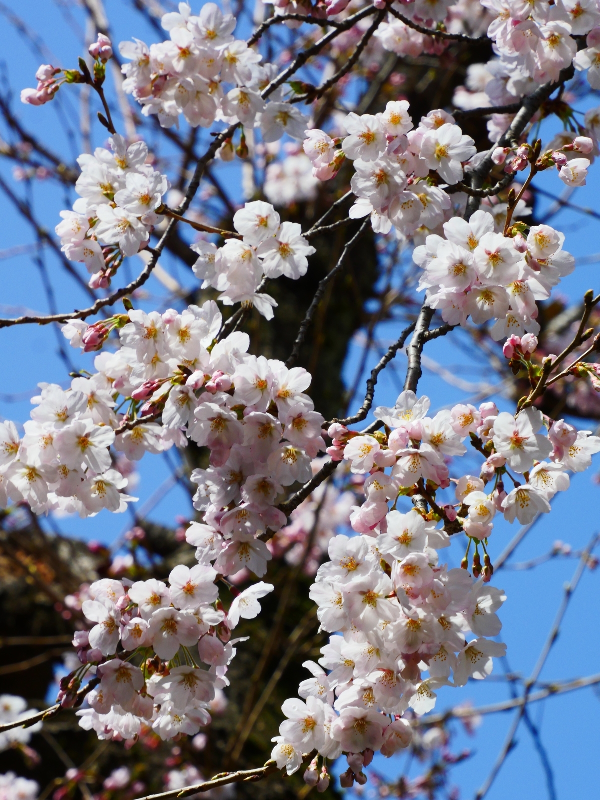 f:id:k10no3:20220330120925j:plain