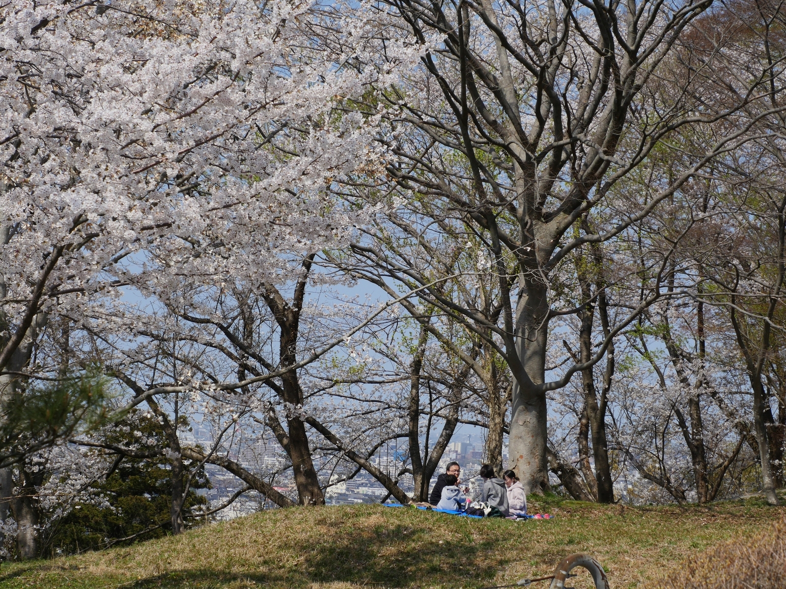 高尾城址見晴らし台の桜 - 金沢おもしろ発掘