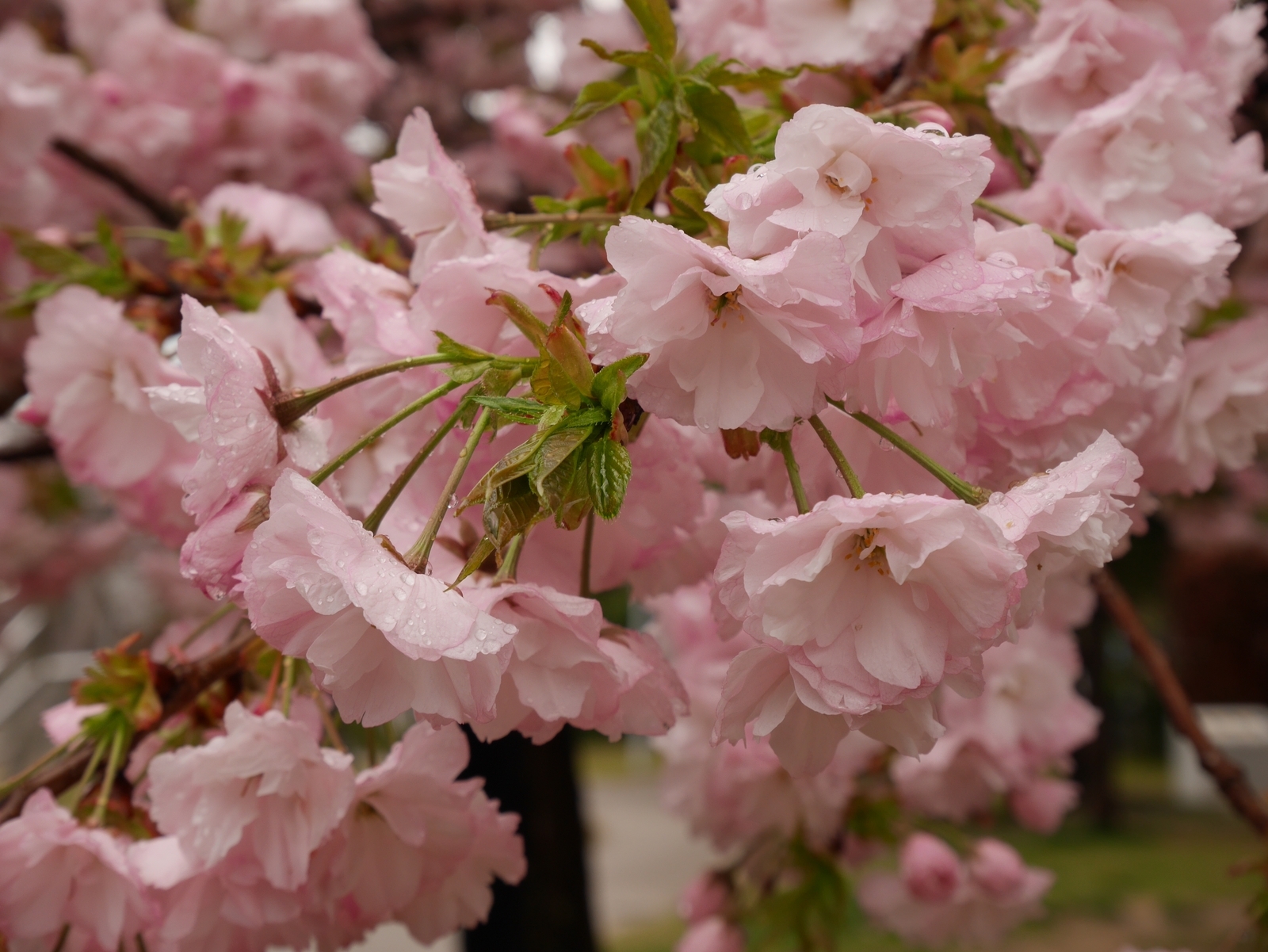 八重桜と御衣黄と枝垂れ桜「金沢21世紀美術館」（2023年未UP編