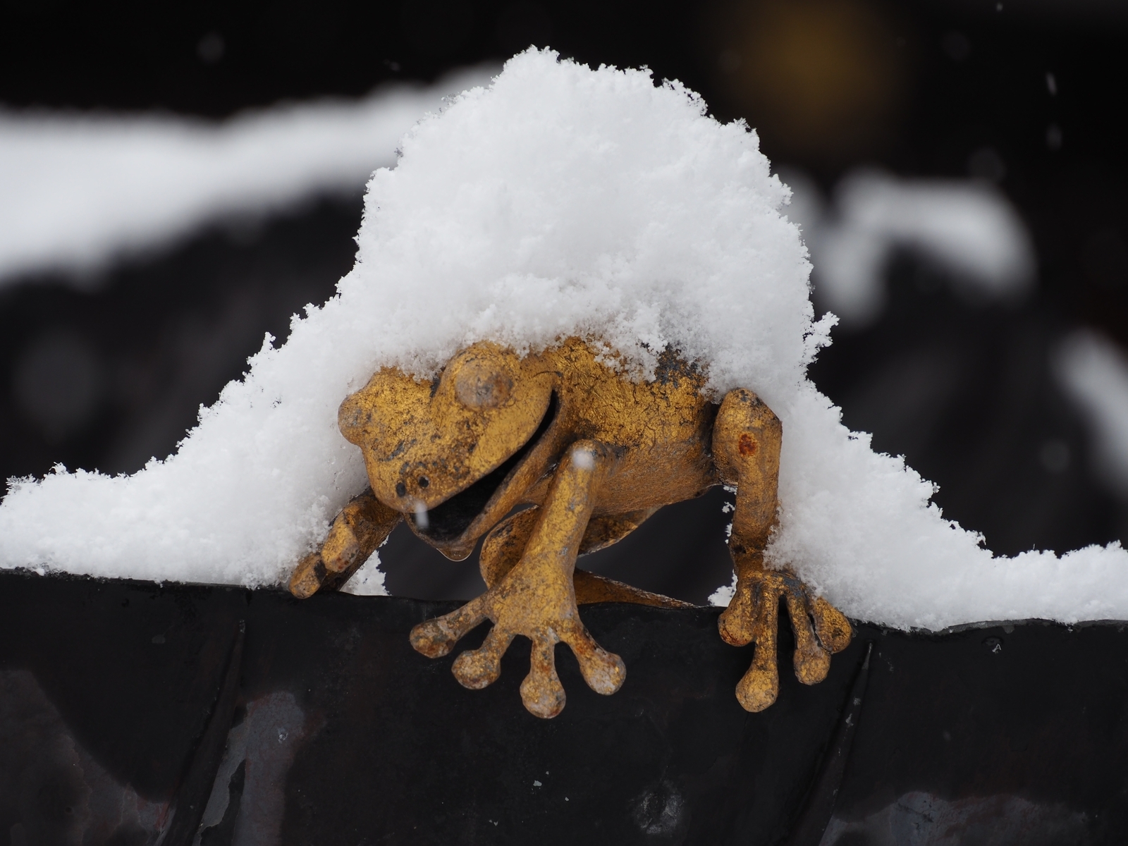 雪降る街をあるけば「金色のカエル」 - 金沢おもしろ発掘