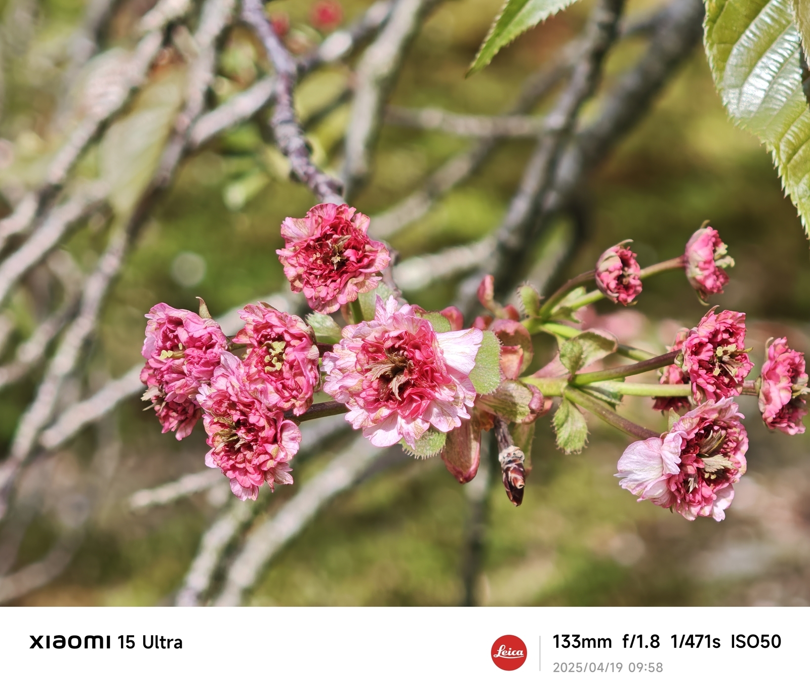 街をあるけば「兼六園菊桜」 - 金沢おもしろ発掘