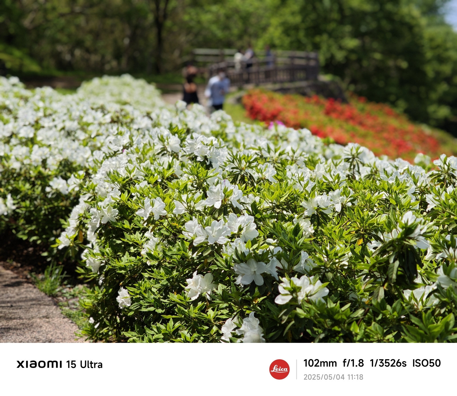大乗寺丘陵公園 つつじ園（前編） - 金沢おもしろ発掘