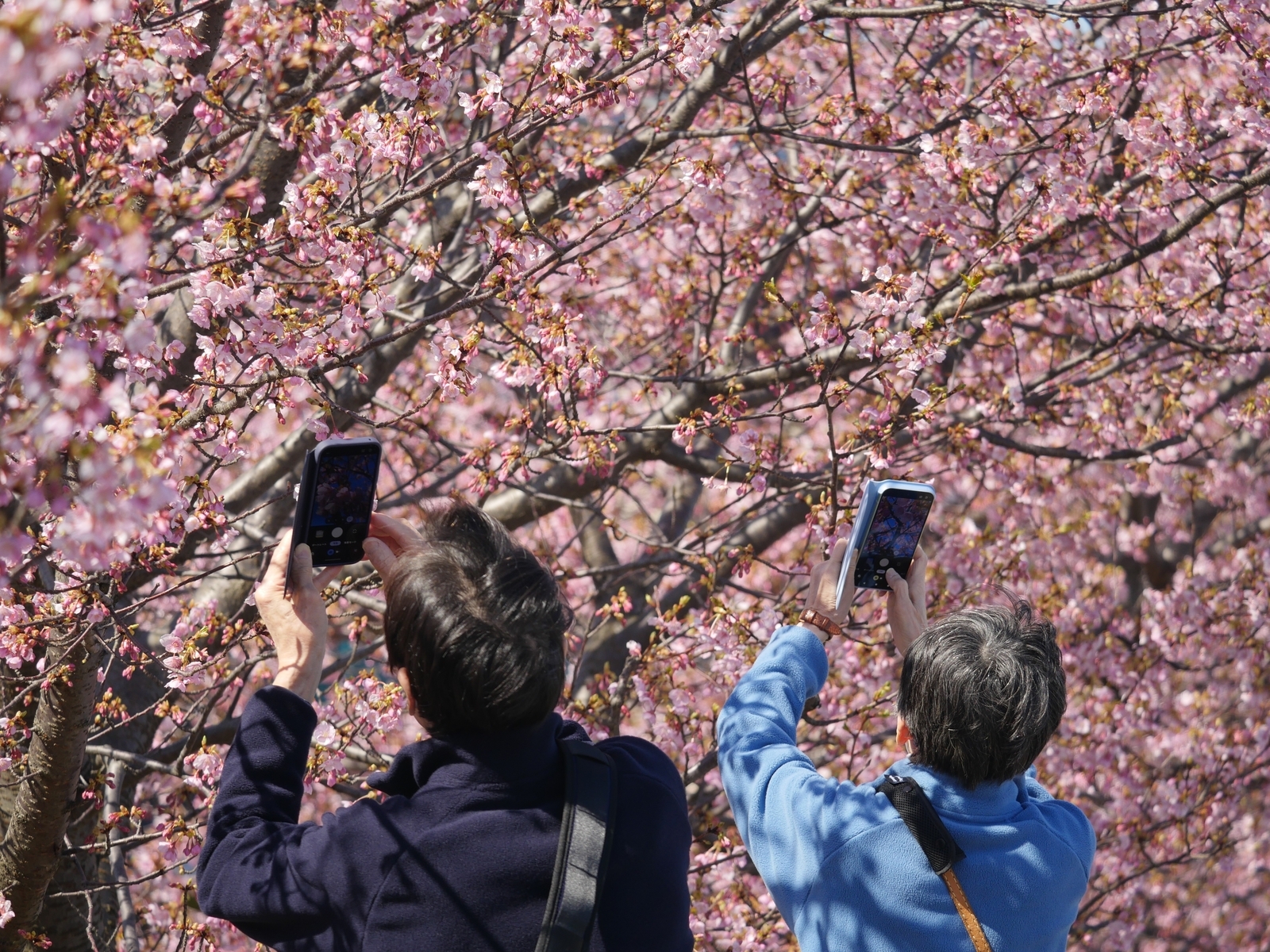 河津桜～白山市・蝶屋桜の名所～（前編） - 金沢おもしろ発掘