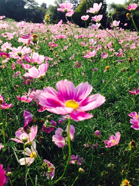 f:id:k17k24:20140910112046j:plain f:id:k17k24:20140910112046j:plain