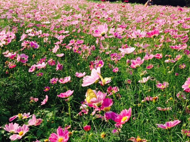 f:id:k17k24:20140910161943j:plain f:id:k17k24:20140910161943j:plain