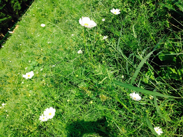 f:id:k17k24:20140910164253j:plain f:id:k17k24:20140910164253j:plain