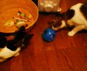 f:id:k1dee:20080614235213j:image