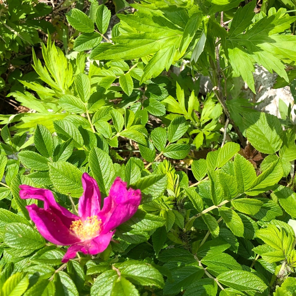 f:id:k1m1n0:20180627104124j:plain f:id:k1m1n0:20180627104124j:plain