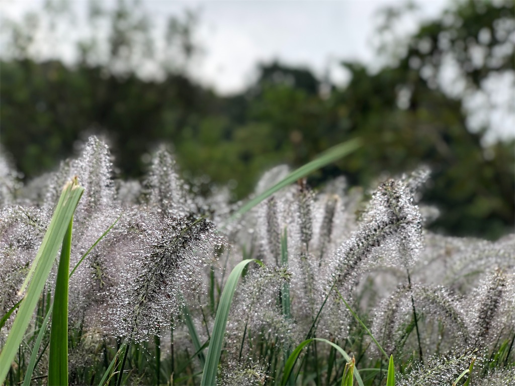 f:id:k1m1n0:20191008125004j:plain