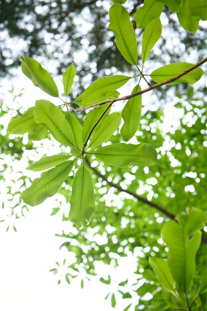 f:id:k1m1n0:20250430185141j:image f:id:k1m1n0:20250430185141j:image