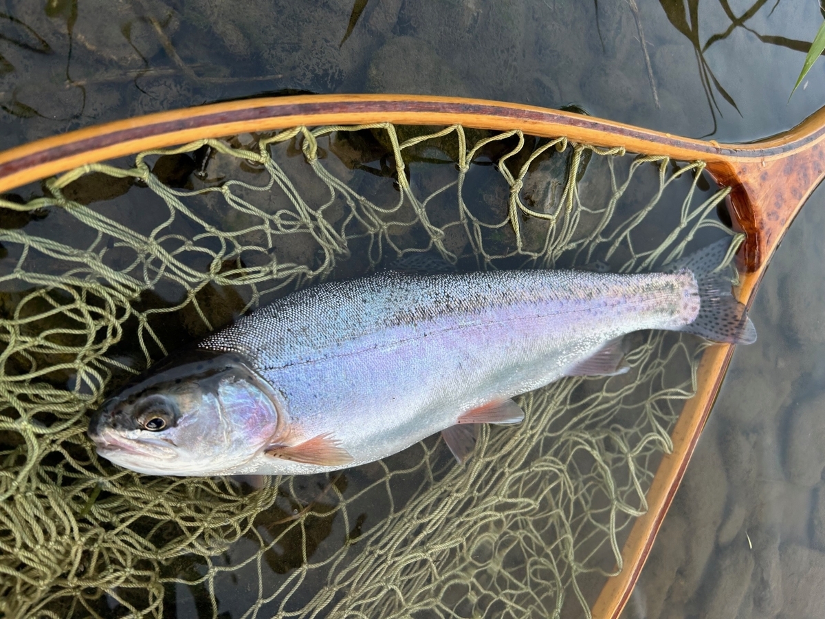 KⅡ猫王14.8ｆｔ　9/10　フライフィッシング　フライロッド　フライリール KⅡ猫王14.8ft 9/10 フライフィッシング フライロッド フライリール