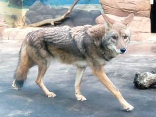オオカミの特徴 オオカミ特集第１弾 旅狼 たびろう の雑記ブログ