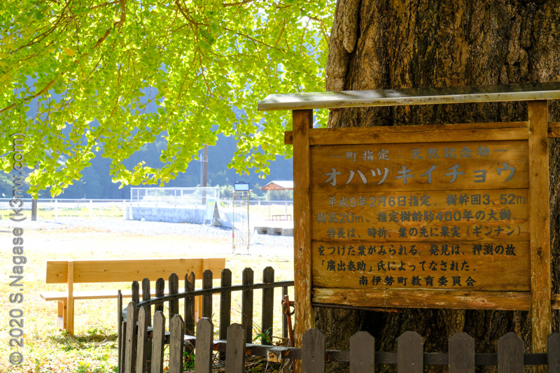 旧穂原小学校のオハツキイチョウ