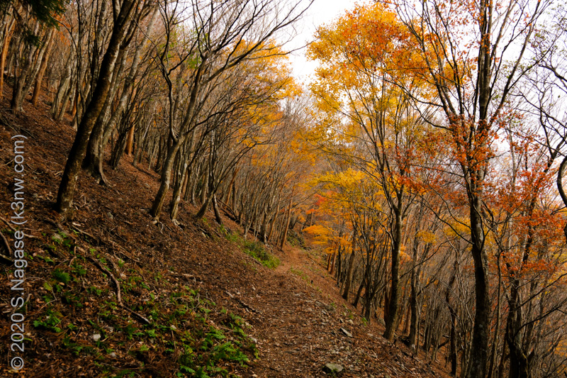 三峰山　紅葉