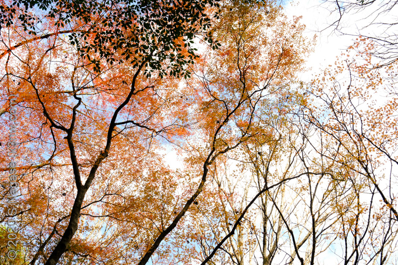 宮ノ谷渓谷　紅葉