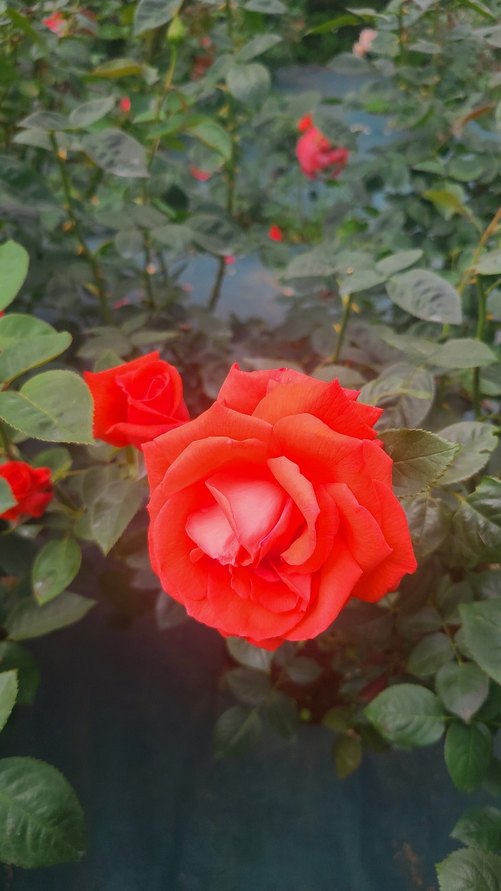 f:id:k3rukie:20230521152639j:image