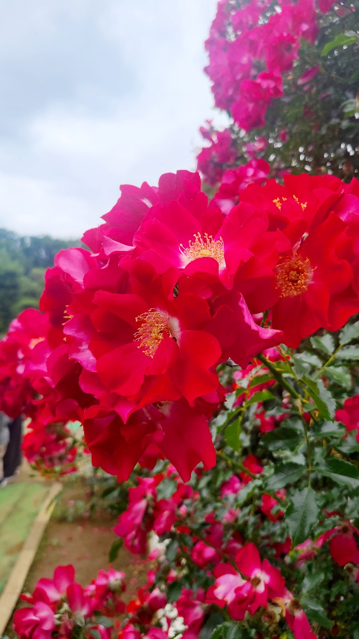 f:id:k3rukie:20230521154554j:image