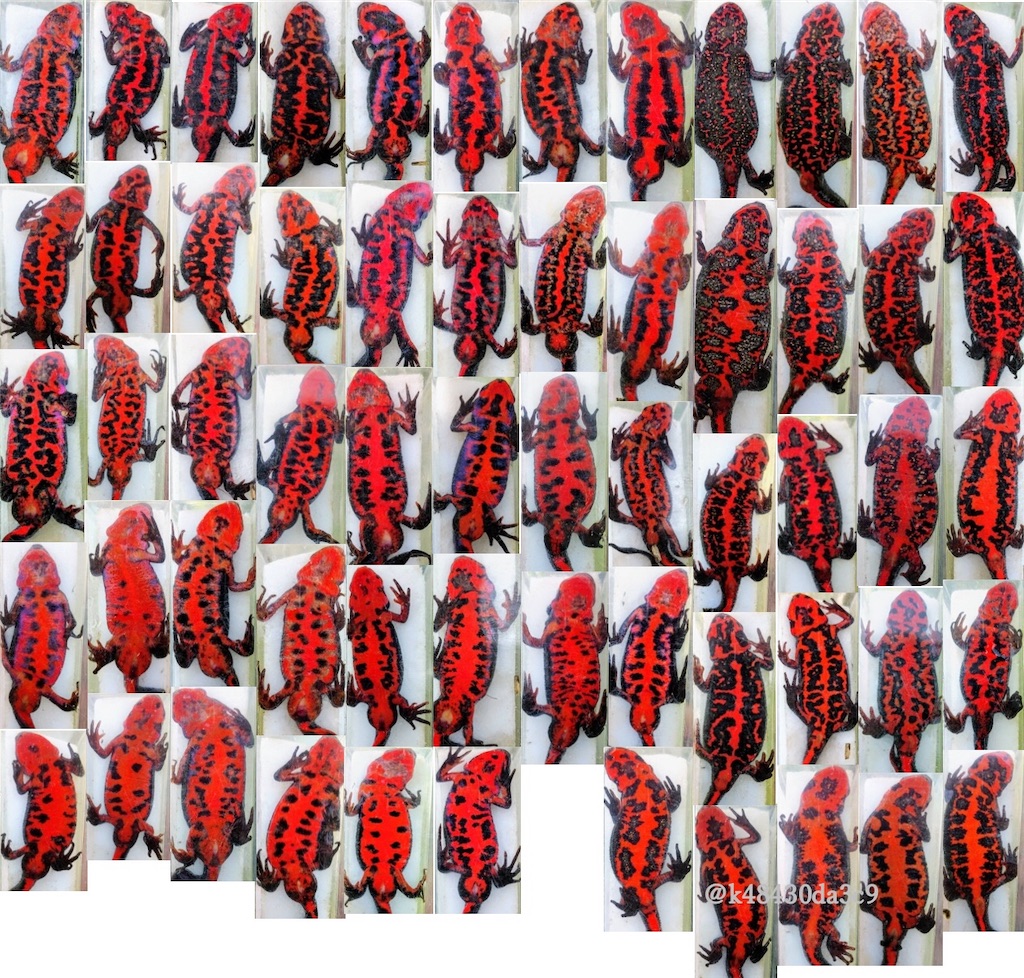f:id:k48430da3c9:20200607222804j:image f:id:k48430da3c9:20200607222804j:image