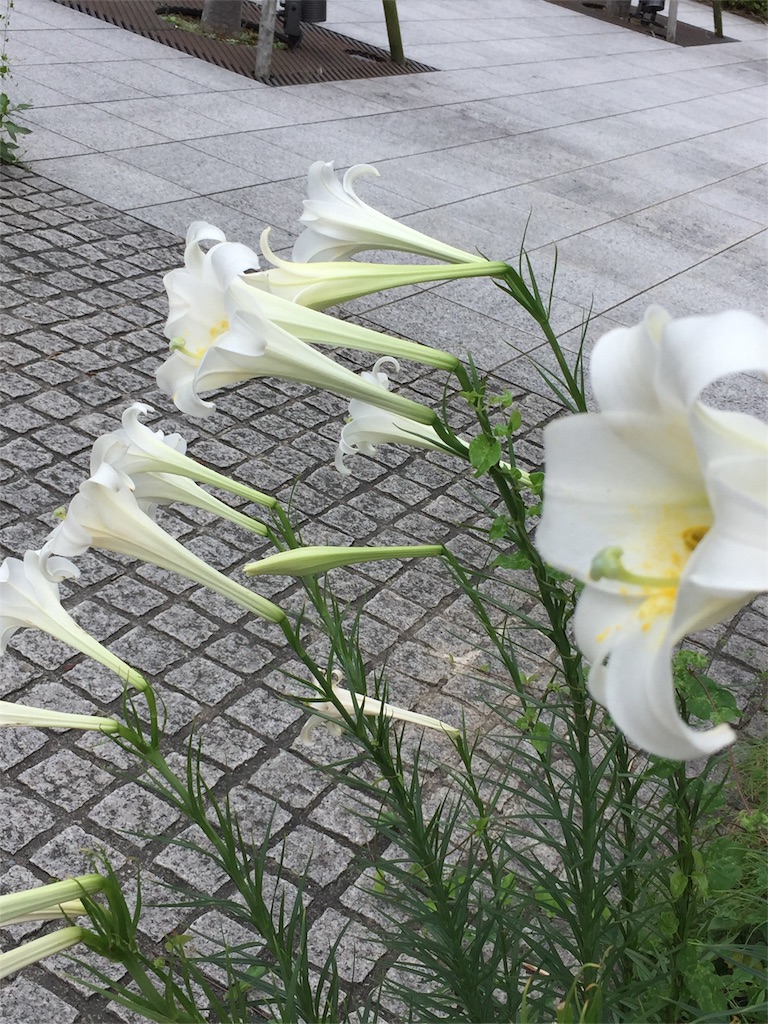 f:id:k8461965:20170804073151j:image f:id:k8461965:20170804073151j:image