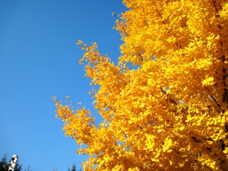 f:id:k9352009:20091107150247j:image