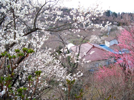 f:id:k9352009:20100322151009j:image