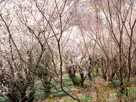 f:id:k9352009:20100322151053j:image