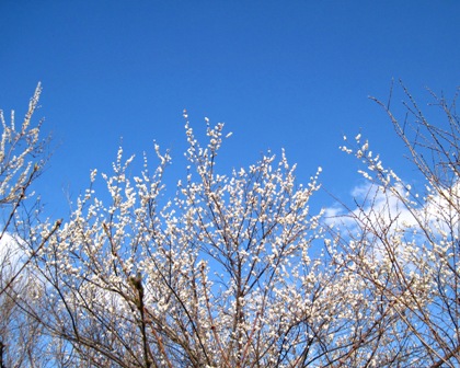 f:id:k9352009:20100322151238j:image