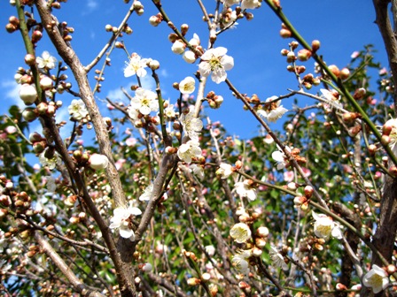 f:id:k9352009:20100322151433j:image