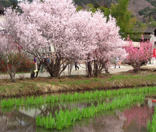 f:id:k9352009:20100411163942j:image