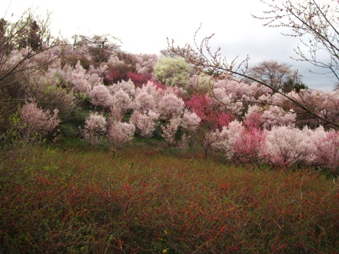 f:id:k9352009:20100411164522j:image