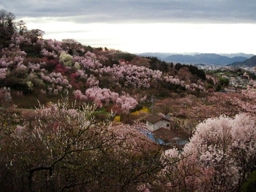 f:id:k9352009:20100411165021j:image