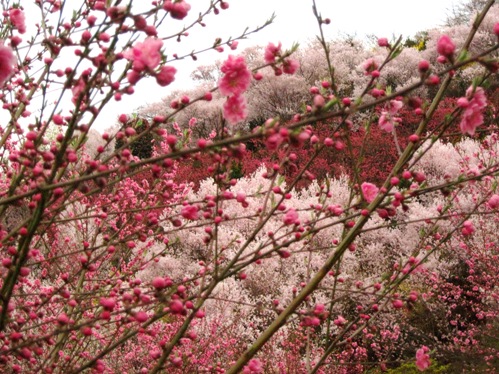 f:id:k9352009:20100411165234j:image