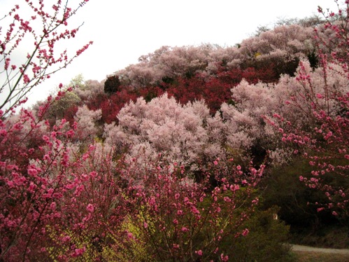 f:id:k9352009:20100411165402j:image