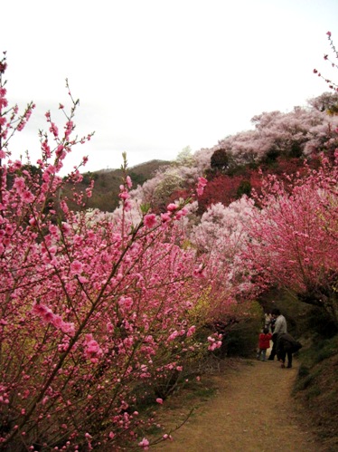 f:id:k9352009:20100411165522j:image