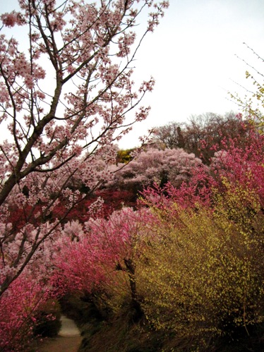 f:id:k9352009:20100411165603j:image