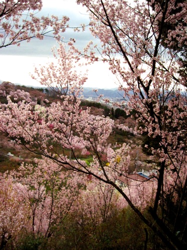 f:id:k9352009:20100411170214j:image