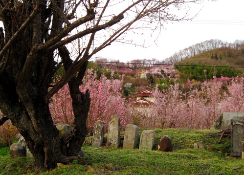 f:id:k9352009:20100411171046j:image