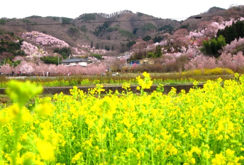f:id:k9352009:20100411171623j:image