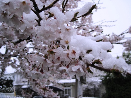 f:id:k9352009:20100417061241j:image f:id:k9352009:20100417061241j:image