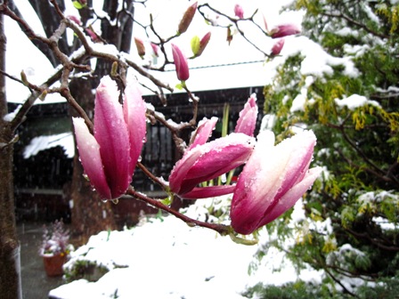 f:id:k9352009:20100417061725j:image f:id:k9352009:20100417061725j:image