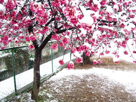 f:id:k9352009:20100417063206j:image f:id:k9352009:20100417063206j:image