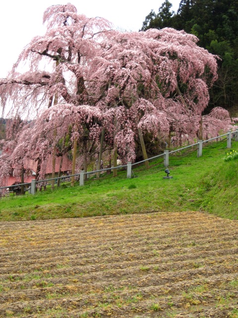 f:id:k9352009:20100421131424j:image